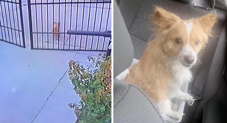 Pareja ve a un perro sin hogar esperando afuera de su puerta y lo dejan entrar