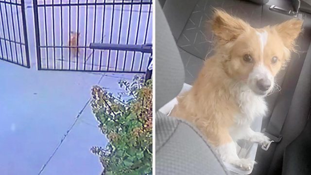 Pareja ve a un perro sin hogar esperando afuera de su puerta y lo dejan entrar