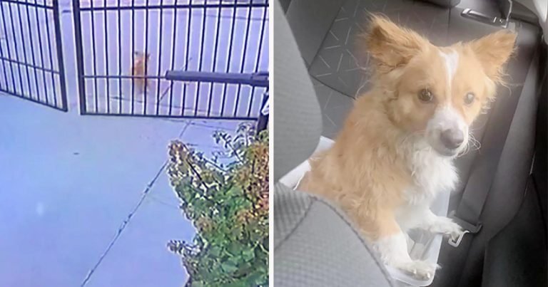 Pareja ve a un perro sin hogar esperando afuera de su puerta y lo dejan entrar