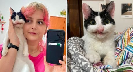 Mujer le da a una gatita la oportunidad de una vida plena, y ahora luce una sonrisa torcida pero hermosa