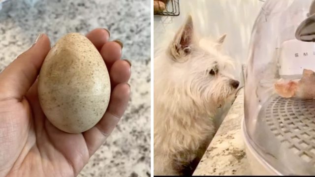 Perrita encuentra huevo bosque no se aparta