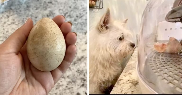 Perrita encuentra huevo bosque no se aparta