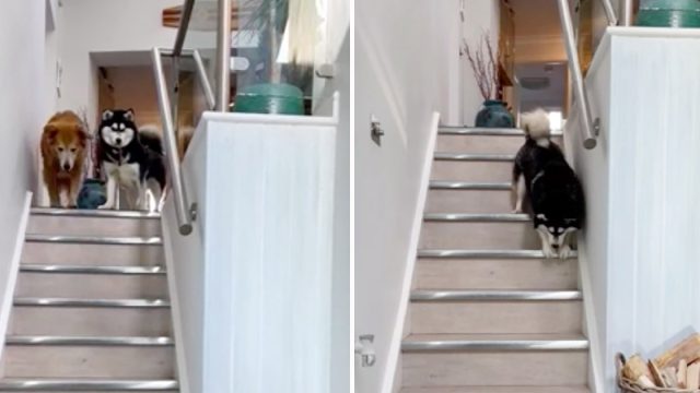Perro ciego rescatado no podía bajar las escaleras hasta que su hermano le muestra cómo hacerlo