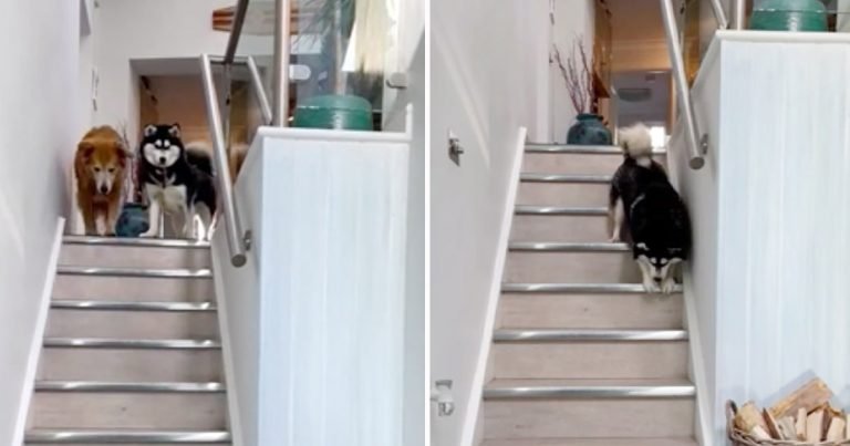 Perro ciego rescatado no podía bajar las escaleras hasta que su hermano le muestra cómo hacerlo
