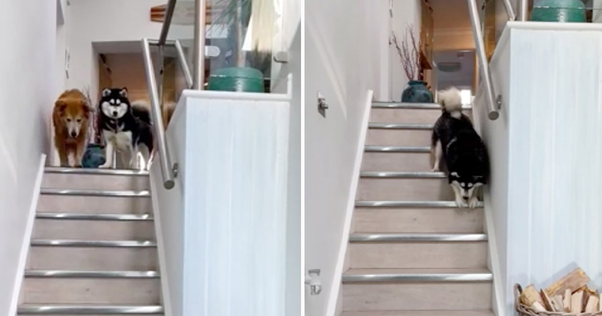 Perro ciego rescatado no podía bajar las escaleras hasta que su hermano le muestra cómo hacerlo