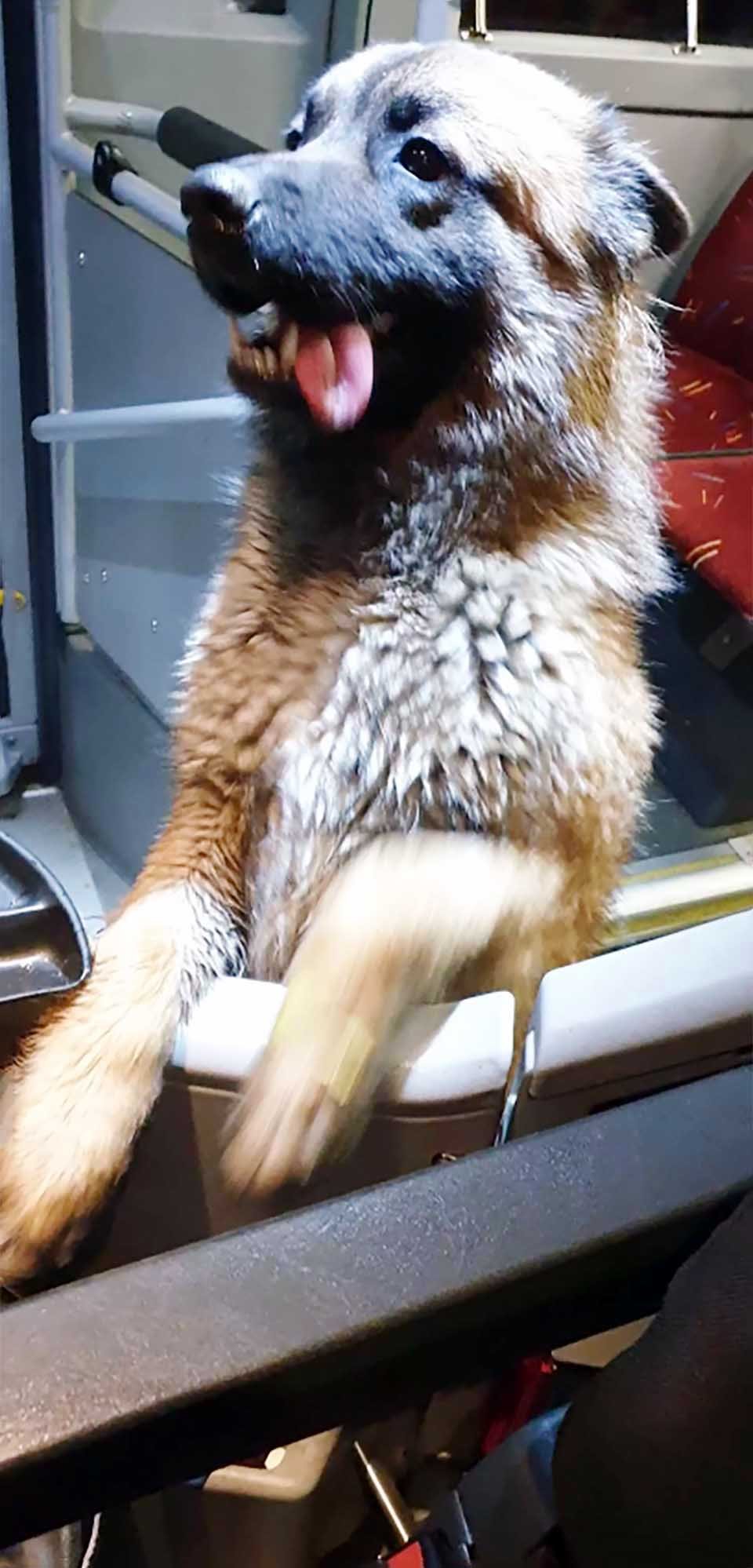 Perro entra en un autobús