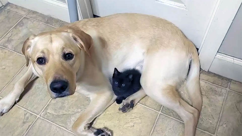 Perro intenta esconder al nuevo gatito de la familia