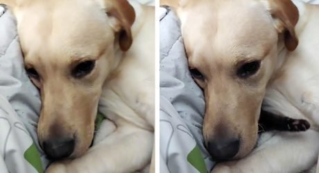 Perro intenta esconder al nuevo gatito de la familia para que nadie más juegue con él