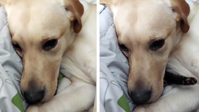 Perro intenta esconder al nuevo gatito de la familia para que nadie más pueda jugar con él