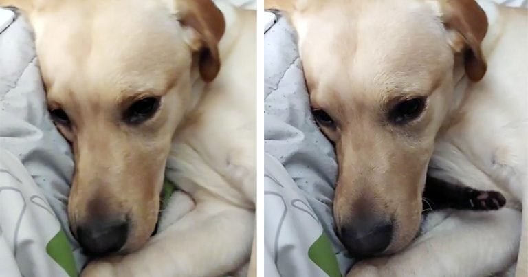 Perro intenta esconder al nuevo gatito de la familia para que nadie más pueda jugar con él