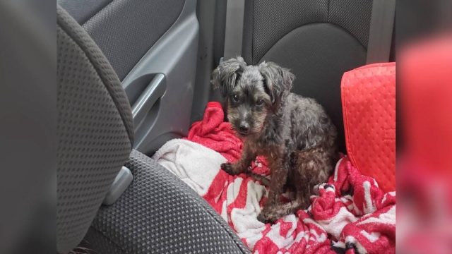 Mujer rescata perro sin hogar parece perro mayor fallecido