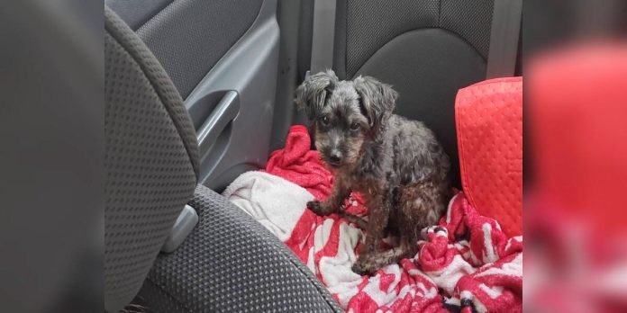 Mujer rescata perro sin hogar parece perro mayor fallecido