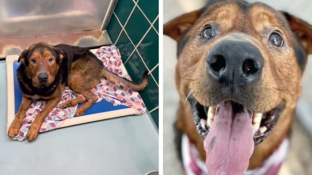 Perro de un refugio que había perdido las esperanzas es rescatado momentos antes de la eutanasia