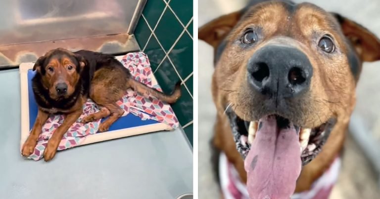 Perro de un refugio que había perdido las esperanzas es rescatado momentos antes de la eutanasia