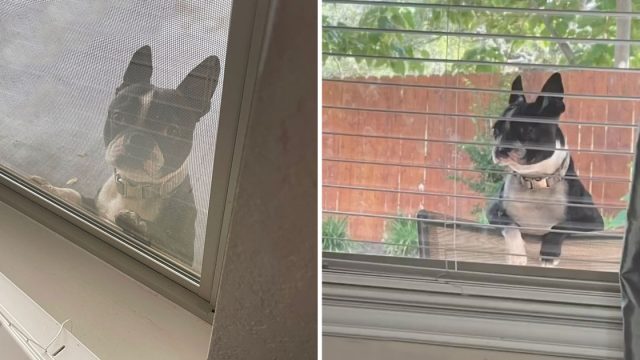 Perro rompe cerca jugar niños vecinos