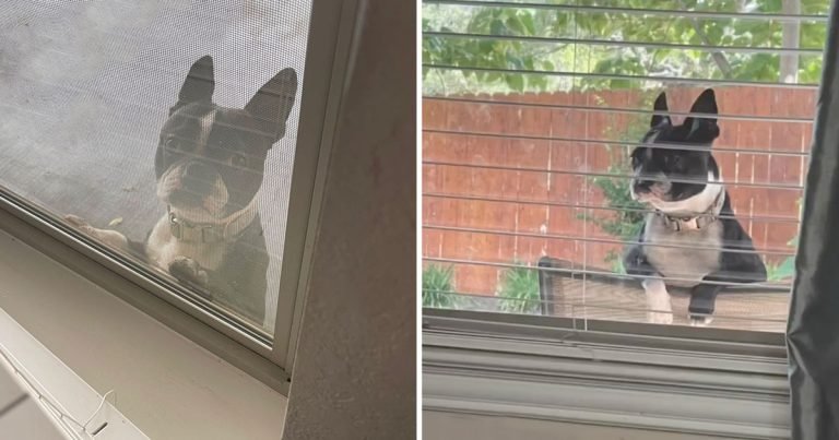 Perro rompe cerca jugar niños vecinos