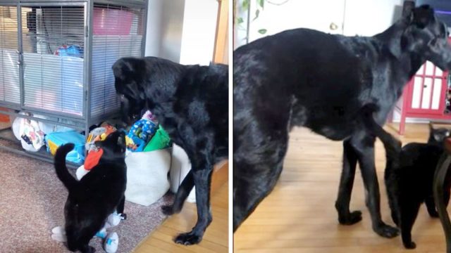 Gato ayuda a su hermano perro ciego a moverse por la casa