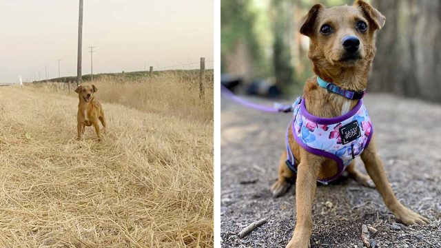 Pareja encuentra una perrita abandonada en sus vacaciones y la llevan de viaje