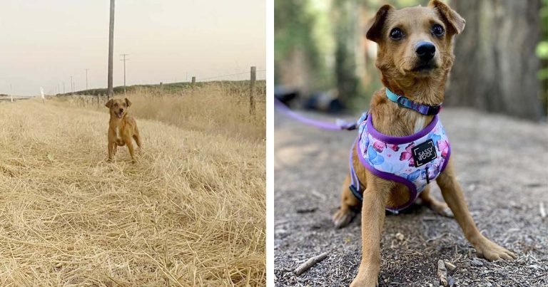 Pareja encuentra una perrita abandonada en sus vacaciones y la llevan de viaje