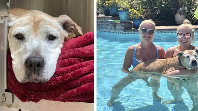 Perrita mayor devuelta al refugio después de 12 años para ser sacrificada, ahora tiene otra oportunidad