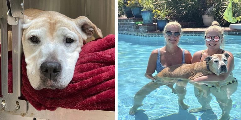 Perrita mayor devuelta al refugio después de 12 años para ser sacrificada, ahora tiene otra oportunidad