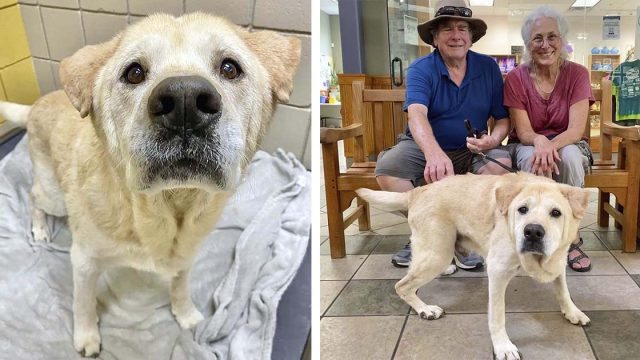 Perro mayor con cara de oso de peluche no sabe por qué ha sido devuelto al refugio 7 veces