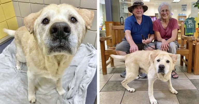Perro mayor con cara de oso de peluche no sabe por qué ha sido devuelto al refugio 7 veces
