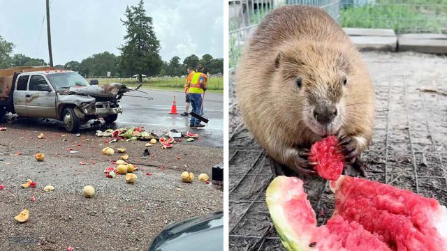 Santuario recibe la mejor sorpresa después de que un camión de sandías volcara