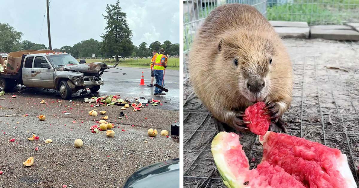 Santuario recibe la mejor sorpresa después de que un camión de sandías volcara