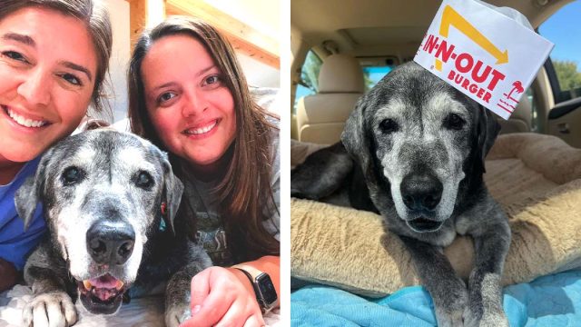 Amigas acogen a una perrita mayor