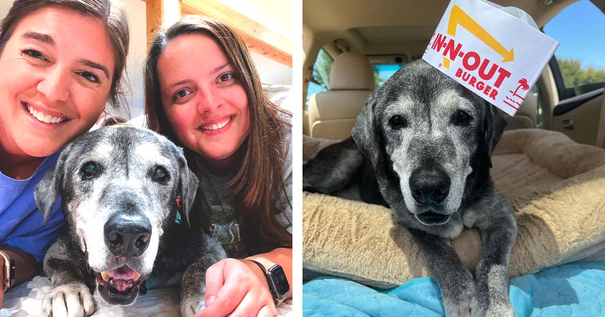 Amigas acogen a una perrita mayor