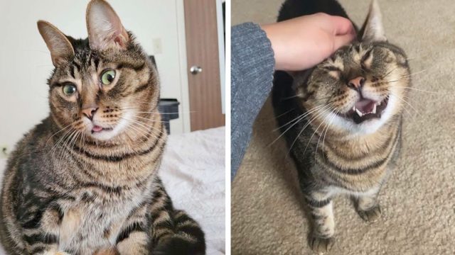 Gato deformidad estrella redes sociales
