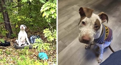 Perrito abandonado en el bosque junto a sus pertenencias espera ser notado