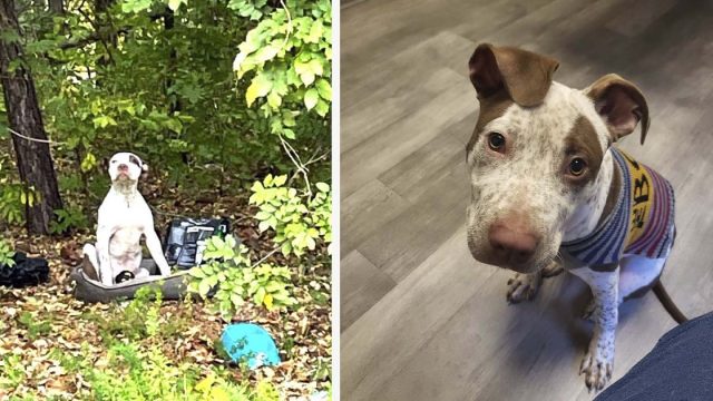 Perrito abandonado en el bosque junto a sus pertenencias espera ser notado