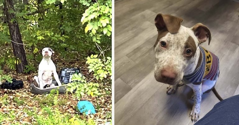 Perrito abandonado en el bosque junto a sus pertenencias espera ser notado