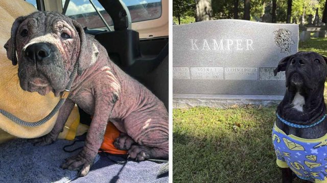 Perrito rescatado está tan feliz de volver a ver a sus salvadores