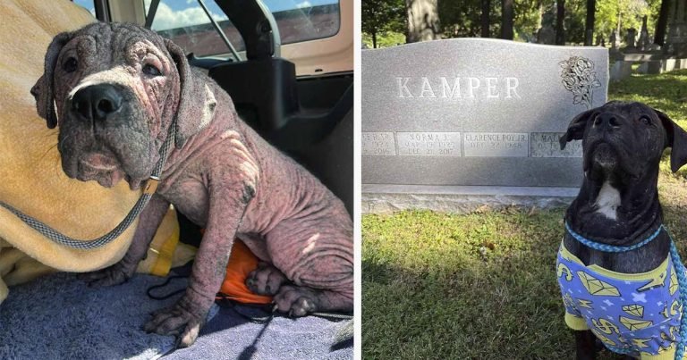 Perrito rescatado está tan feliz de volver a ver a sus salvadores