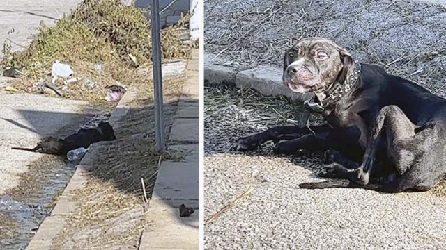 Perrito sin hogar parecía que se había rendido hasta que una mujer amable lo ayudó