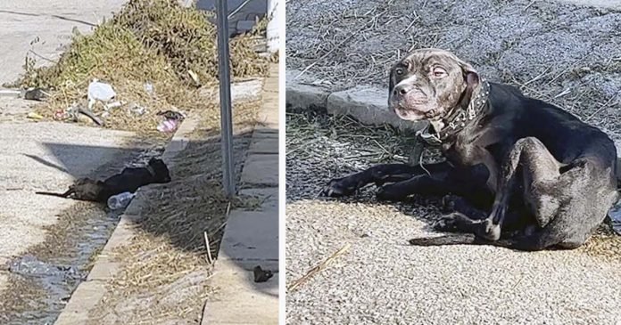 Perrito sin hogar parecía que se había rendido hasta que una mujer amable lo ayudó