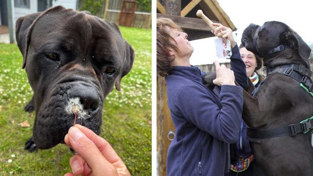 Perro enorme que no era adoptado por su tamaño, encuentra una familia que lo ama como es