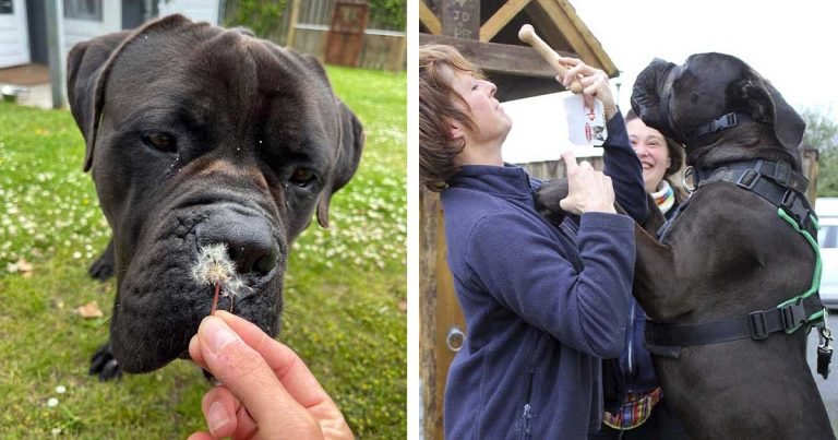 Perro enorme que no era adoptado por su tamaño, encuentra una familia que lo ama como es