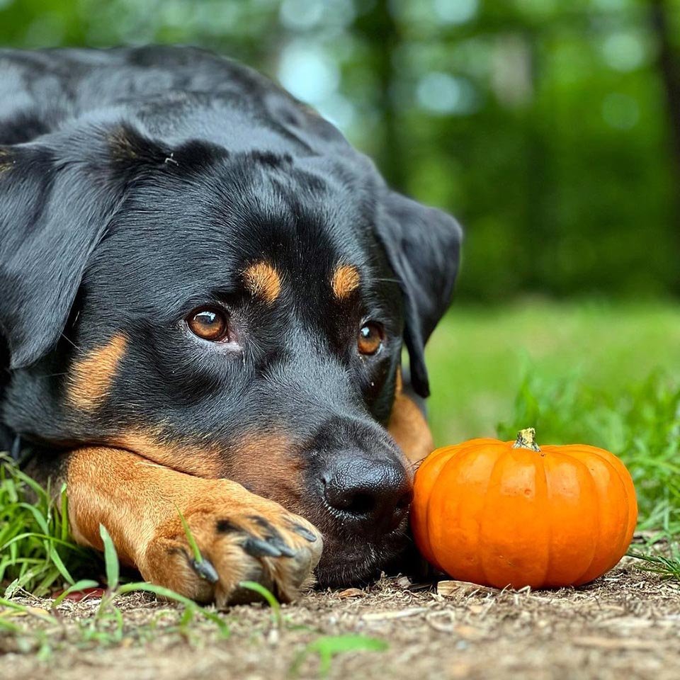 Perro está contento de obtener una mini calabaza