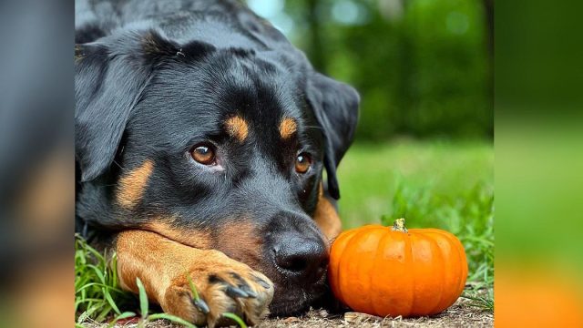 Perro está tan contento de obtener una mini calabaza, que la lleva a todas partes