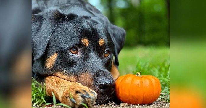 Perro está tan contento de obtener una mini calabaza, que la lleva a todas partes