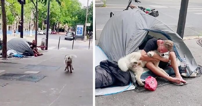 Perro se encuentra con un hombre sin hogar y decide convertirse en su amigo