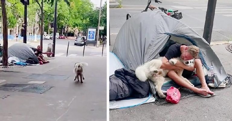 Perro se encuentra con un hombre sin hogar y decide convertirse en su amigo