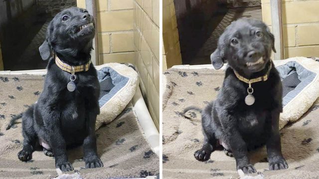 Cachorro se sienta y sonríe a todos los que pasan en el refugio