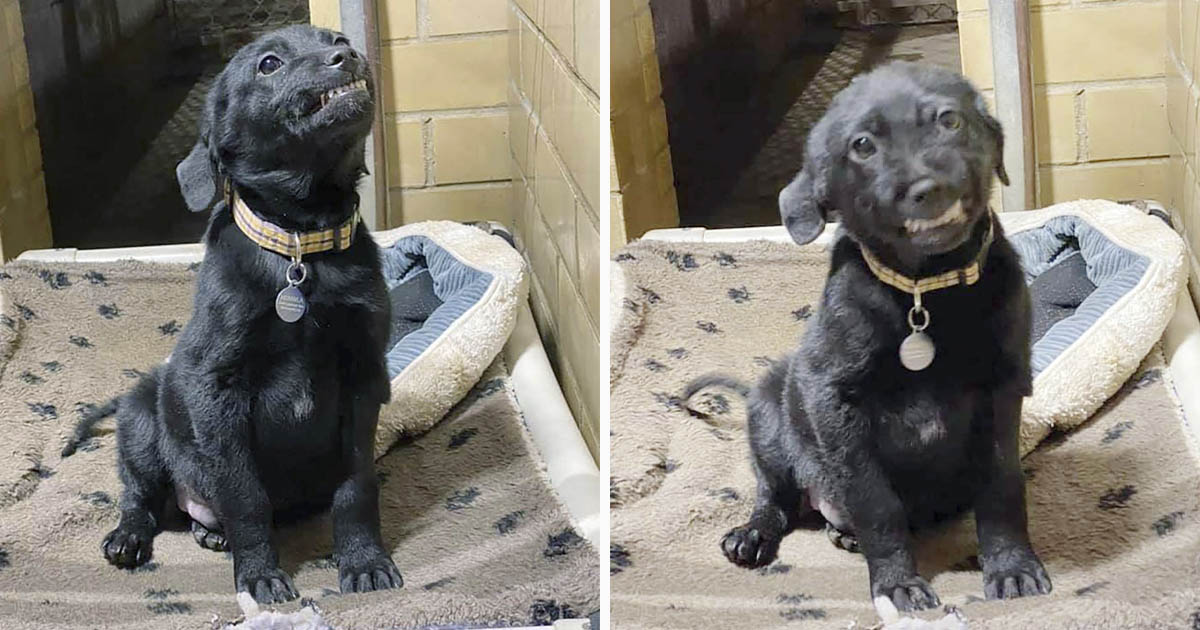 Cachorro se sienta y sonríe a todos los que pasan en el refugio