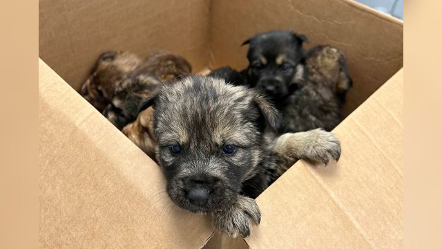 Caja encontraca llena cachorros