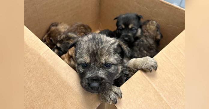 Caja encontraca llena cachorros